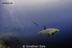 thresher Shark by Jonathan Sala 